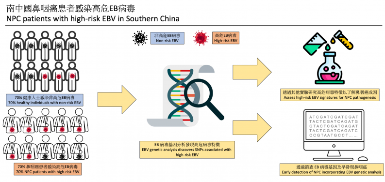 港大醫學院研究發現，七成南中國地區的鼻咽癌患者感染高危EB病毒。